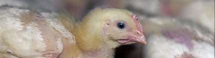 Chicken on a farm, NSW, Australia