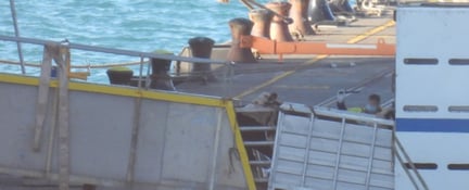 Live export ship New Zealand