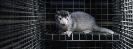 Mink in a cage