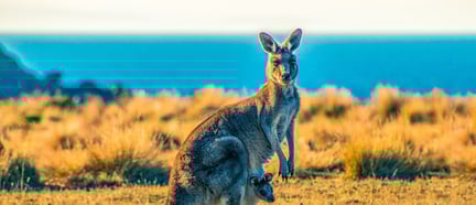 Kangaroo in the wild, Australia