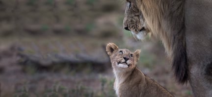 Lion and cub