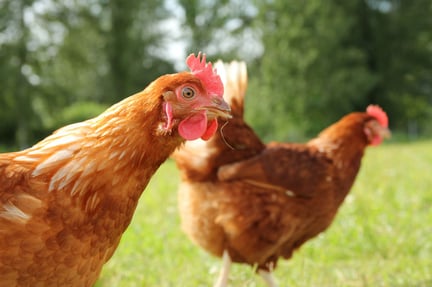 Chickens at cage-free egg farm in Canada