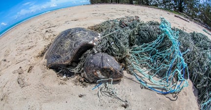 Turtle caught in ghost gear - World Animal Protection