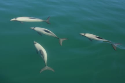 Māui and Hector’s dolphins in the wild 