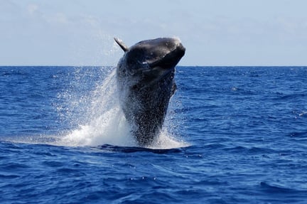 A sperm whale breaching off the coast of Azores, Portugal
