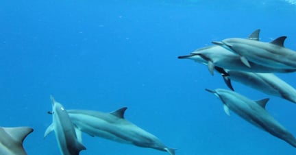 A pod of spinner dolphins off the west coast of Oahu, Hawaii