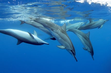Spinner dolphins swim freely in the ocean