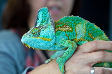 Chameleon being cared for at the Heathrow Animal Reception Centre after being seized by border authorities