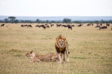 Lions in a national park in Tanzania