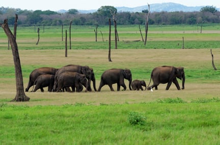 A herd of elephants in the wild