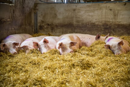 Moving supermarkets to Raise Pigs Right