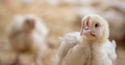 Over half a million people demand KFC does better for chickens