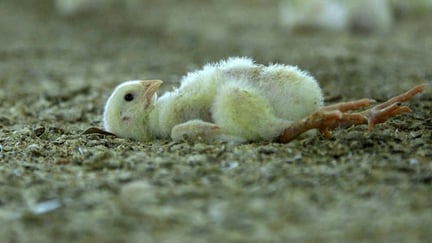 7 day old chicken laying on its back.