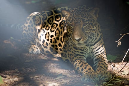 Jaguar in a sanctuary in Costa Rica