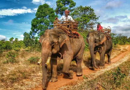 Elephant rides