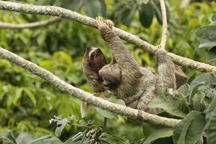 A sloth and her baby climb a tree