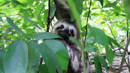 Sloth slowly climbs to forest freedom