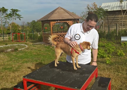 A member of staff with a dog at a Romanian vet clinic partially funded by World Animal Protection 