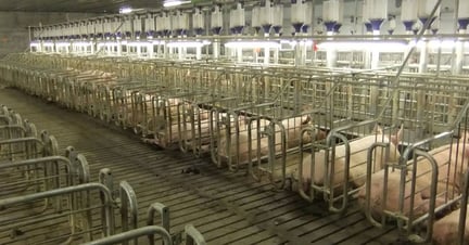 Pregnant pigs kept in rows of cages on a farm in China