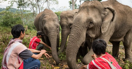 Three mahouts with three elephants in Thailand
