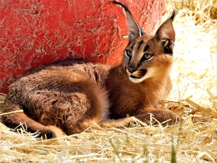 Rescued wild cats given safe haven