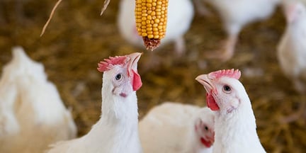 Two broiler chickens in a high welfare farm, pecking at a corn cob