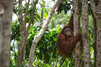The Badak Kecil Island Orangutan Sanctuary is now open