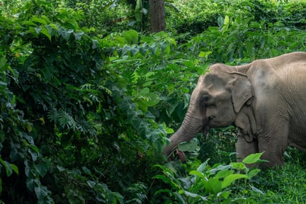 Elephant in elephant friendly venue in Thailand