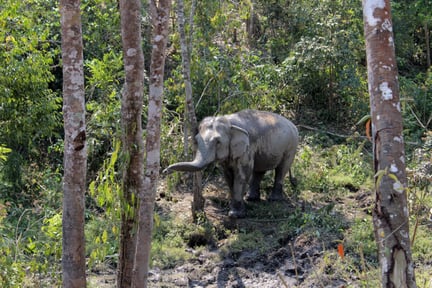 An elephant in the high-welfare venue ChangChill