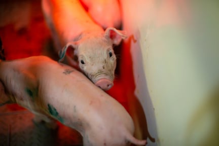 Piglet on factory farm in Latin America