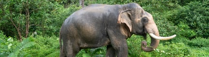 Chok, the 29-year-old male elephant who has lived at Eco-tourism Koh Lanta for more than seven years.