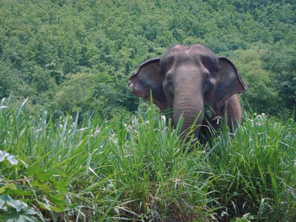 The elephant Thong Dee munching in the wild grasses 