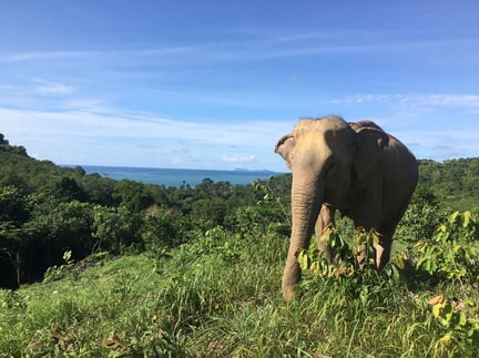 An elephant at Following Giants in Thailand