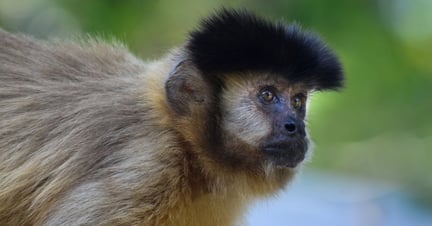 A wild capuchin monkey, Bonito, State Mato Grosso do Sul, Brazil