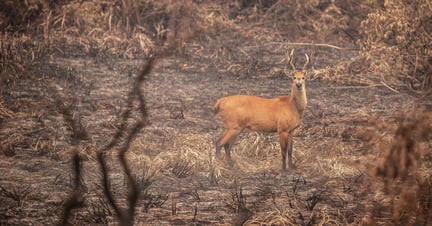 pantanal-fires-response
