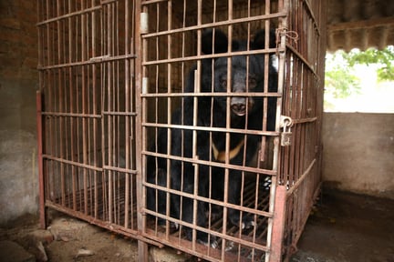 Tu Do the bear in his cage before being rescued.