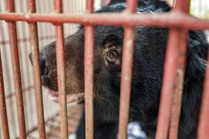 Nine bears rescued in Vietnam 03