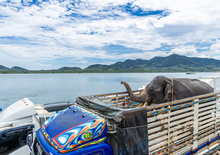 Elefanten Khai Dam er på vej til sit nye hjem i Following Giants