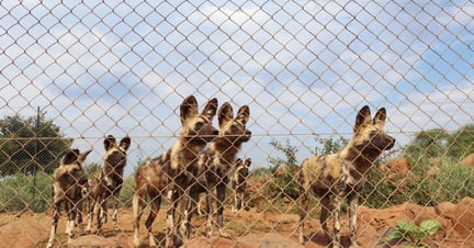African wild dogs at a renowned venue in South Africa - End the global wildlife trade - World Animal Protection
