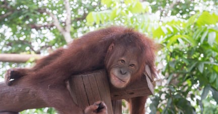 Orangutans are suffering for selfies 