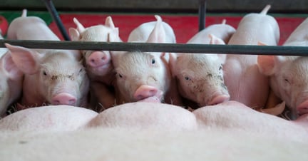Brazilian farm gives pigs better lives