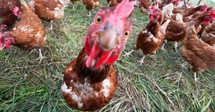 Hens on a farm
