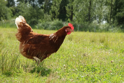 The inner lives of chickens: intelligence, self-control and empathy