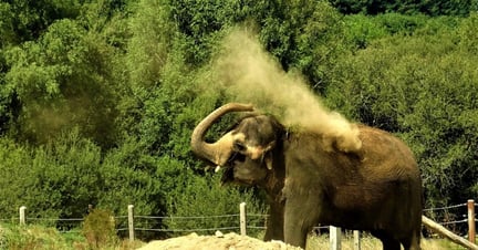 Den tidligere zoo-elefant får et fantastisk nyt liv i elefantreservatet Elephant Haven