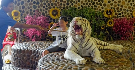 Thailand’s cruel tiger entertainment industry continues to grow