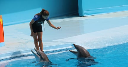 Dolphins in entertainment at Zoomarine, Portugal - World Animal Protection - Dolphins in captivity