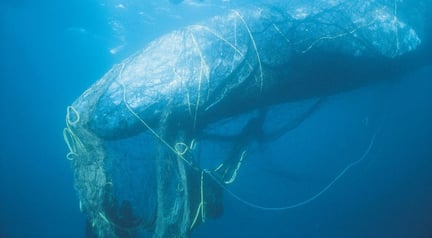 Sperm whale trapped in fishing net dies