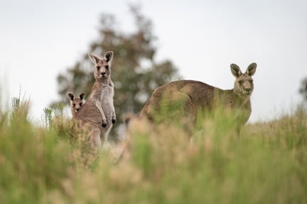 Kangoeroefamilie