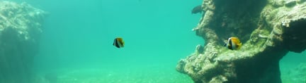 Cayman Islands Sea Turtle Fish Tank