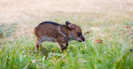 Baby the peccary 